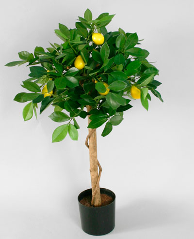 1026-070 Lemon Tree 80cm